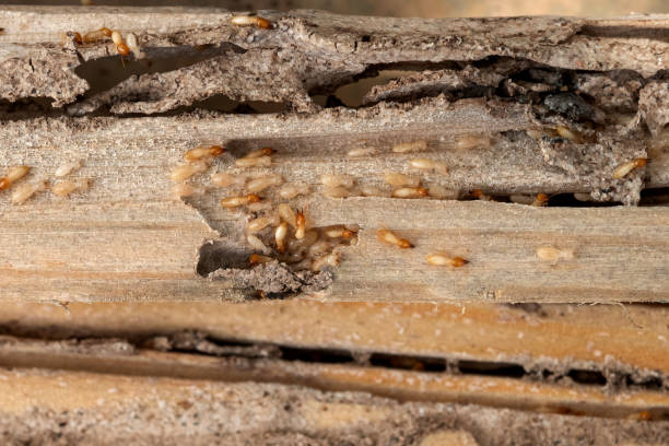 Best Local Pest Control Services  in Mountain Green, UT